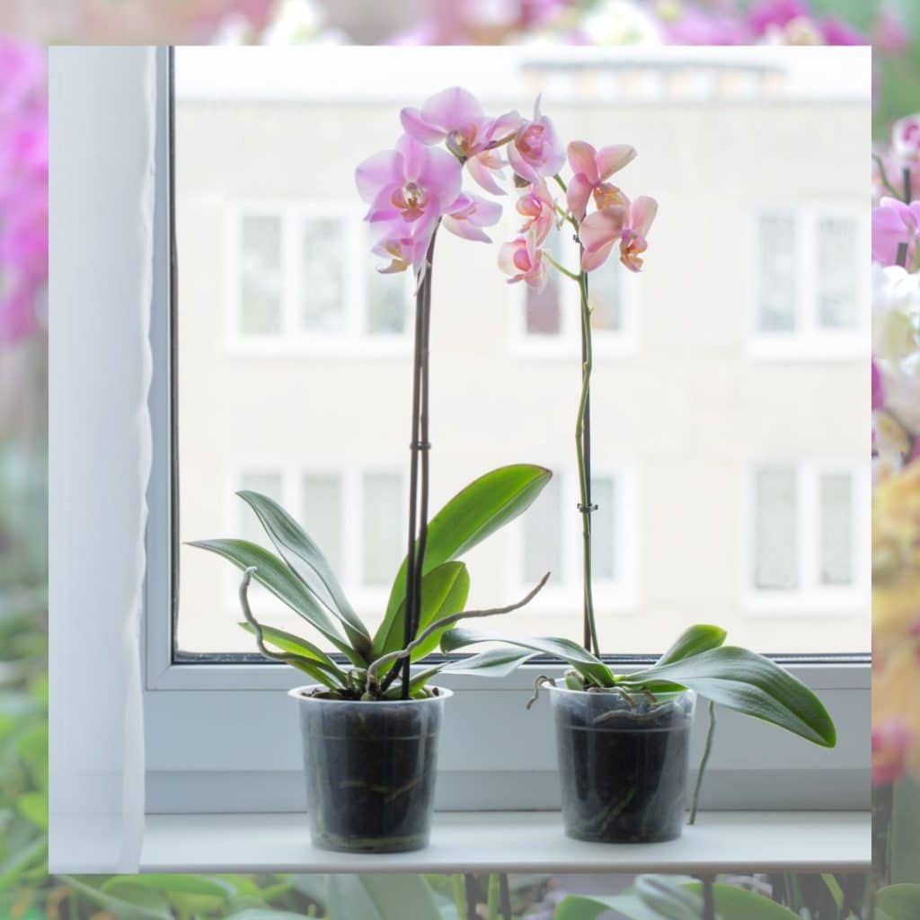 Orchideen sind ein Klassiker und auch perfekt geeignet als Blumen für Ihr Badezimmer.