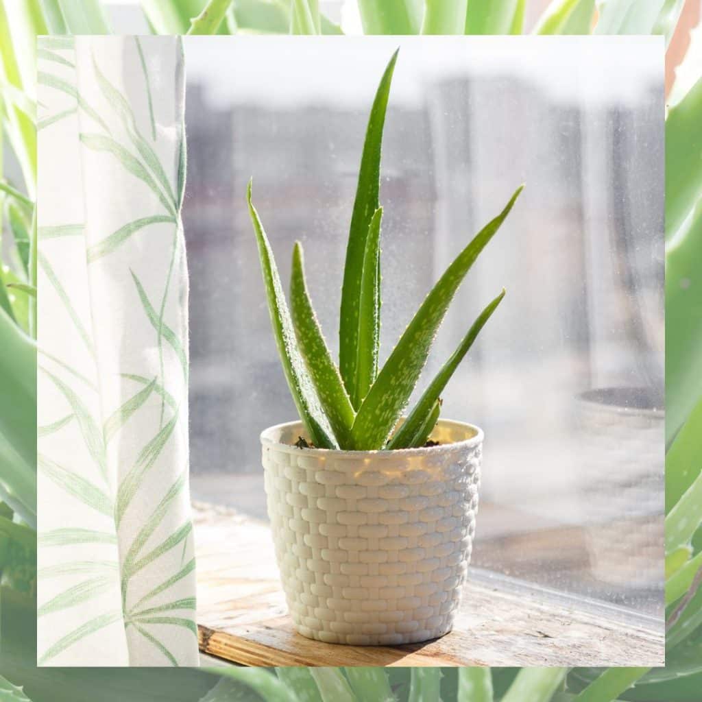 Die Aloe vera ist ein echtes Multitalent: Sie sieht nicht nur schön aus, sondern ist auch sehr nützlich. 
