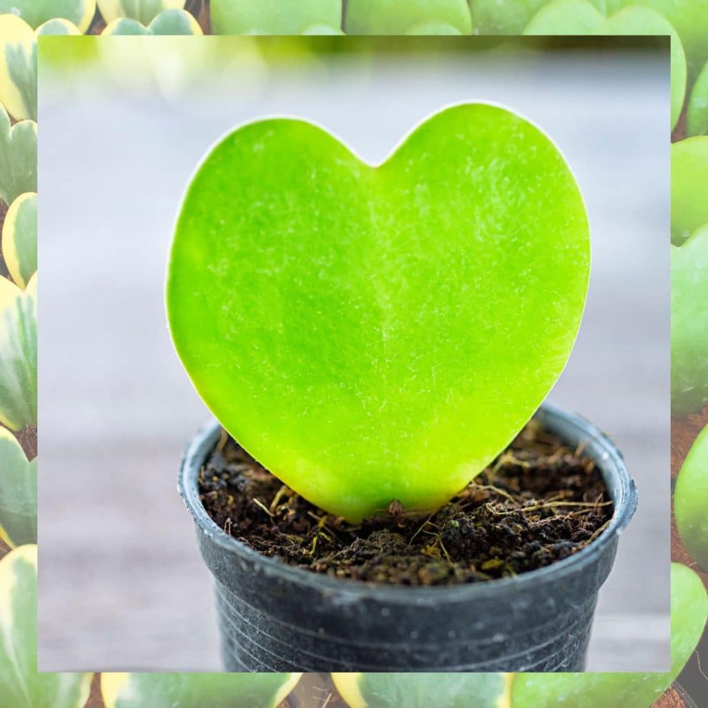 Herzblattpflanzen sind tolle Pflanzen für Ihr Badezimmer und sind mit ihrem unverwechselbaren Aussehen ein echter Hingucker.